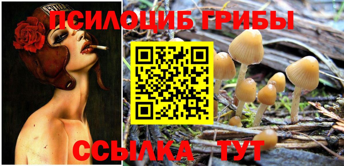 Псилоцибиновые грибы Psilocybe Тамбов